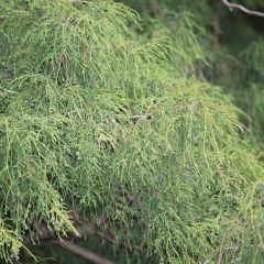 Chamaecyparis pisifera Filifera - Schijncipres