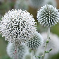 Kogeldistel Star Frost - Echinops bannaticus