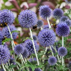 Echinops ritro - Kogeldistel