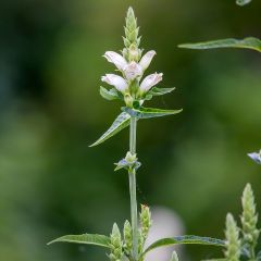 Chelone glabra - Schildpadbloem