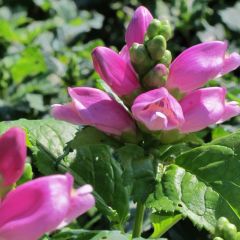 Chelone lyonii Hot Lips - Schildpadbloem
