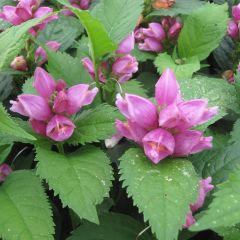 Chelone obliqua - Schildpadbloem