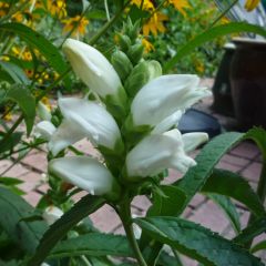 Chelona obliqua Alba - Schildpadbloem
