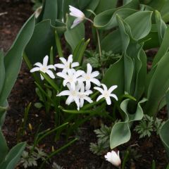 Chionodoxa luciliae Alba - Sneeuwroem