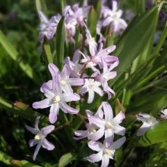 Chionodoxa forbesii Pink Giant - Sneeuwroem
