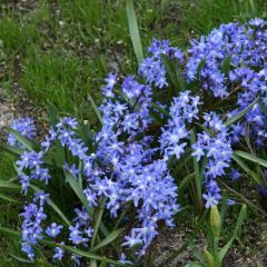 Chionodoxa sardensis - Sneeuwroem