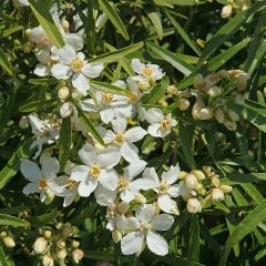 Choisya dewitteana White Dazzler - Mexicaanse oranjebloesem