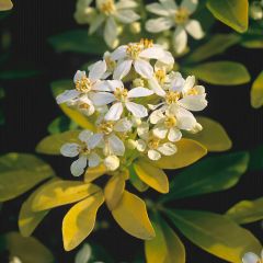 Choisya ternata Sundance - Mexicaanse oranjebloesem
