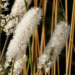 Actaea matsumurae White Pearl - Zilverkaars