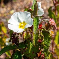 Cistus populifolius - Rotsroos