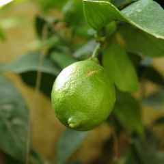 Limoen - Citrus aurantifolia