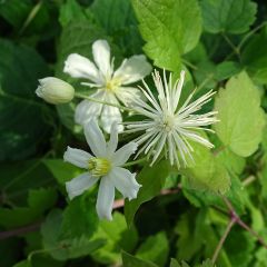 Clematis fargesii Summersnow - Kleinbloemige clematis