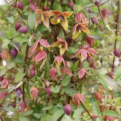 Clematis tangutica My Angel - Gouden bosrank
