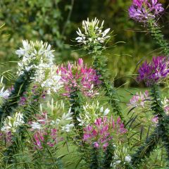 Cleome spinosa Colour Fountain (zaad) - Kattensnor