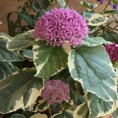 Clerodendrum bungei Pink Diamond - Pindakaasstruik