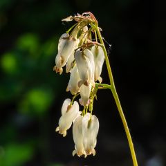 Dicentra formosa Aurora - Gebroken hartje