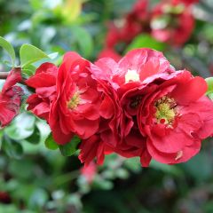 Chaenomeles speciosa Scarlet Storm - Chinese sierkwee