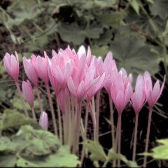 Colchicum autumnale Major - Herfsttijloos