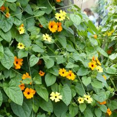 Collectie Thunbergia Alata - Suzanne-met-de-mooie-ogen