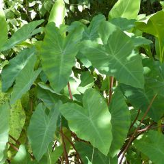 Colocasia esculenta - Olifantsoor