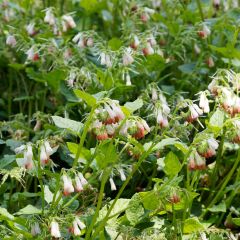 Symphytum grandiflorum - Smeerwortel