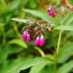Symphytum rubrum - Smeerwortel