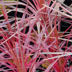 Cordyline australis Southern Splendour - Koolpalm