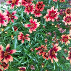 Coreopsis Desert Coral - Meisjesogen