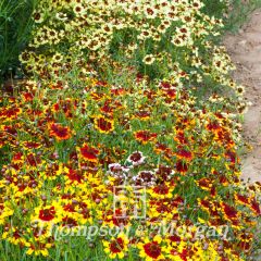 Coreopsis tinctoria Incredible Dwarf Mix (zaad) - Meisjesogen
