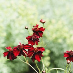 Coreopsis rosea Limerock Ruby - Roze meisjesogen