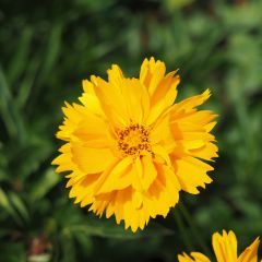 Coreopsis grandiflora Sunray - Meisjesogen