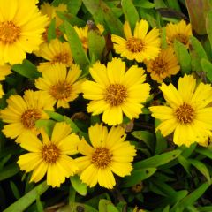 Coreopsis lanceolata Goldfink - Meisjesogen