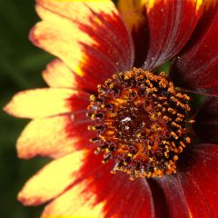 Coreopsis verticillata Route 66 - Meisjesogen