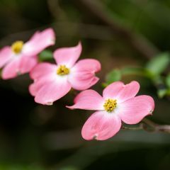 Cornus florida Rubra - Amerikaanse kornoelje