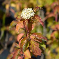 Cornus sanguinea Winter Beauty - Rode kornoelje