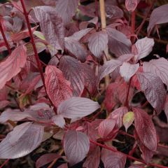 Cornus alba Siberian Pearls - Witte kornoelje