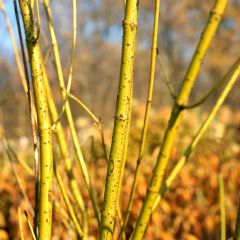 Cornus stolonifera Flaviramea - Canadese kornoelje