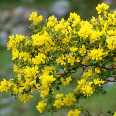 Coronilla valentina Glauca - Kroonkruid