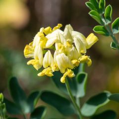 Coronilla valentina glauca Citrina - Kroonkruid