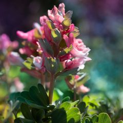Corydalis solida Beth Evans - Vingerhelmbloem