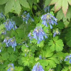Corydalis flexuosa Purple Leaf - Helmbloem