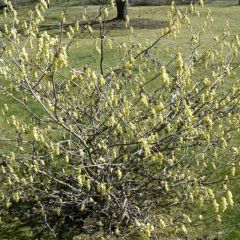 Corylopsis willmottiae Spring Purple - Schijnhazelaar