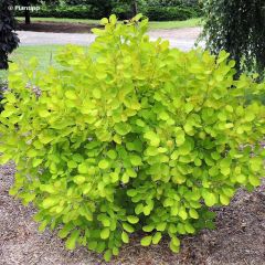 Cotinus coggygria Golden Lady - Pruikenboom