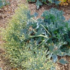Crambe maritima - Zeekool