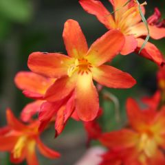 Crocosmia crocosmiiflora Carmine Brillant - Montbretia