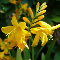 Crocosmia crocosmiiflora Buttercup - Montbretia
