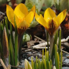 Crocus chrysanthus Fuscotinctus - Sneeuwkrokus