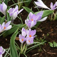 Crocus Vanguard - Hollandse krokus