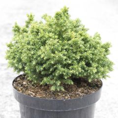 Cryptomeria japonica Vilmoriniana - Japanse cipres