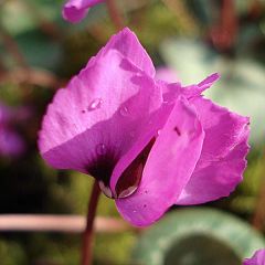 Cyclamen coum Roze - Alpenviooltje
